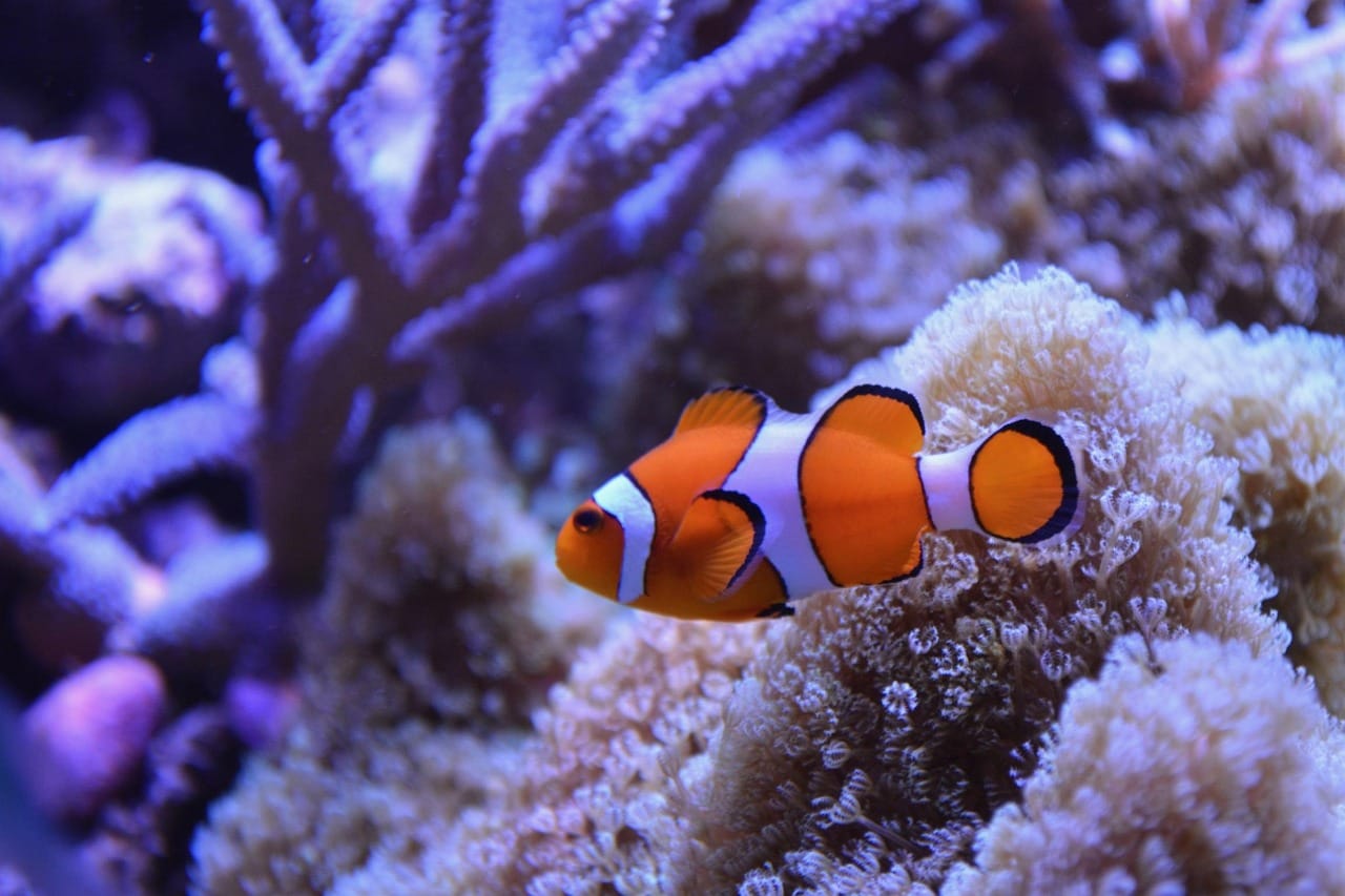 Raja Ampat