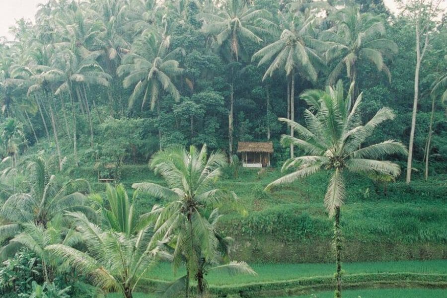 Bali Culture, Volcano View & Tanah Lot Sunset Tour by The Fun Trev (BFD.02)