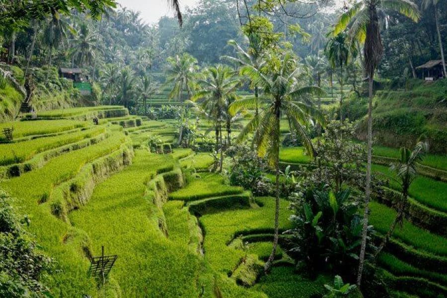 Bali rice terraces view at Tegalalang included in Fun Trev customizable trip