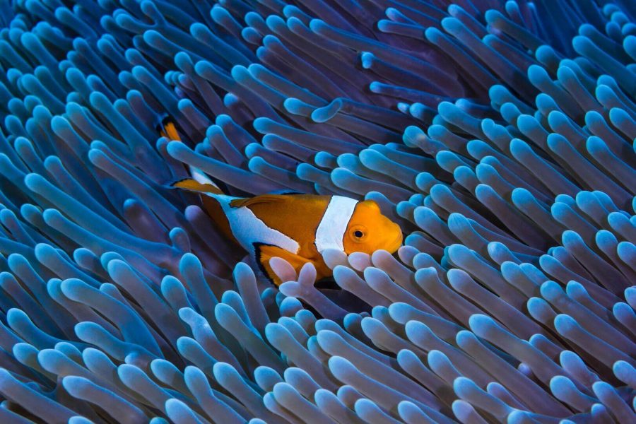 Nusa Lembongan Snorkeling Tour – Explore Bali’s Underwater Paradise with The Fun Trev (ADV11C.SN)