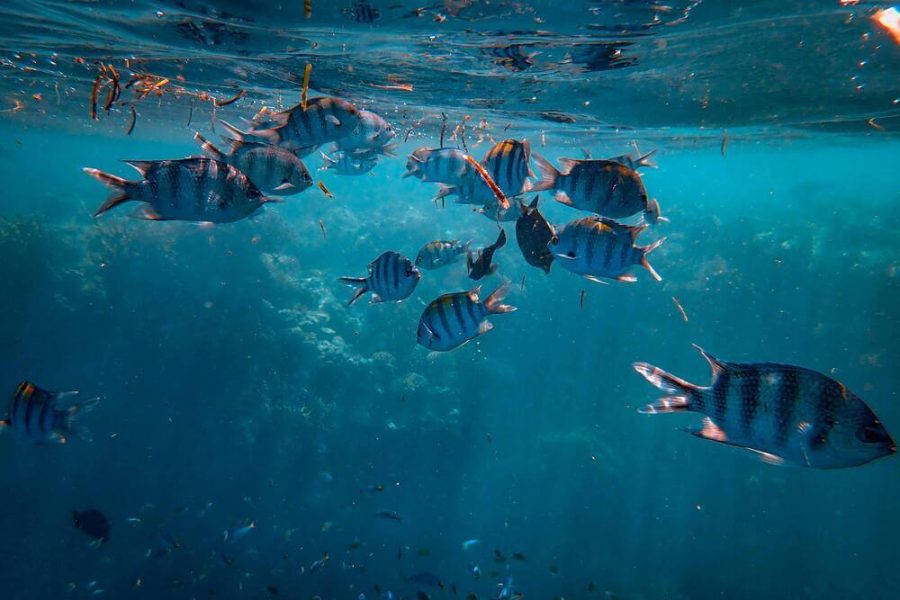 Snorkeling Tour in Nusa Dua, Bali with The Fun Trev (ADV11A.SN)